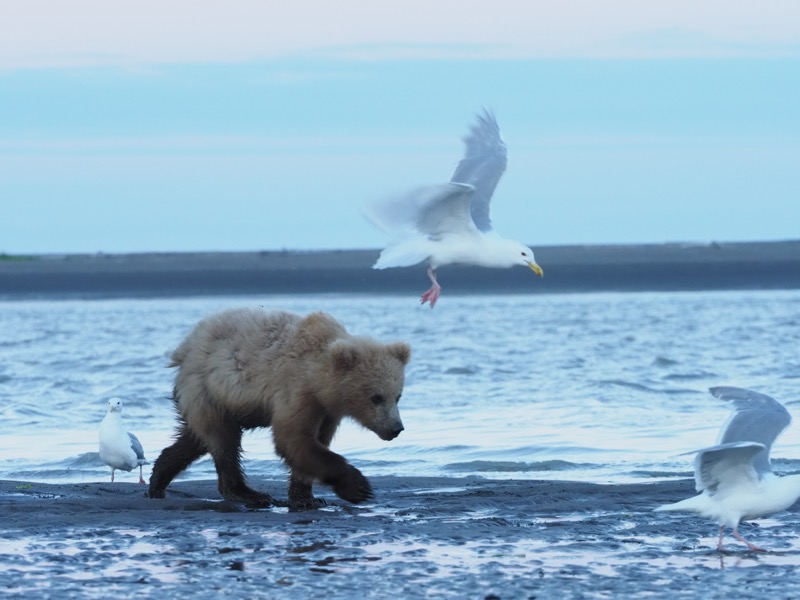 鮭の死骸を食べ終え、ねぐらへと帰る子グマ。暗く写りがちな熊の表情を写すには、少しオーバーをかけたい。しかしシャッタスピードは落とせない。そんなシーンでは、手ぶれ補正の力を計算に入れて設定すれば表現域が広がる。<br><span class="fnt-85">OLYMPUS OM-D E-M1 Mark II / 150mm（300mm相当） / 絞り優先AE（F5.6、1/250秒、±0EV） / ISO 2000</span>