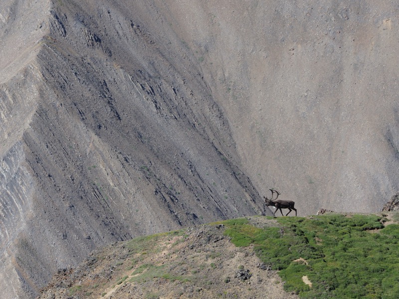 膨大な量の蚊に嫌気がさしたのか、カリブーが珍しく山間部を疾走していた。先の読めないかなりトリッキーな動きをしていたが、高いフォーカス性能のおかげで、口を開けて走る彼がしっかり描写されている。<br><span class="fnt-85">OLYMPUS OM-D E-M1 Mark II / 150mm（300mm相当） / 絞り優先AE（F5.6、1/800秒、±0EV） / ISO 200</span>