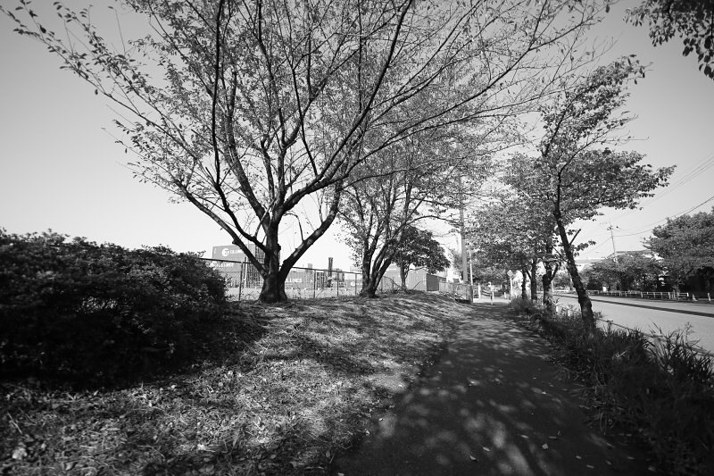 フィルター無し。EOS 6D / SIGMA 14mm F1.8 DG HSM | Art / 1/1,600秒 / F2 / +1EV / ISO 100 / 絞り優先AE / 14mm