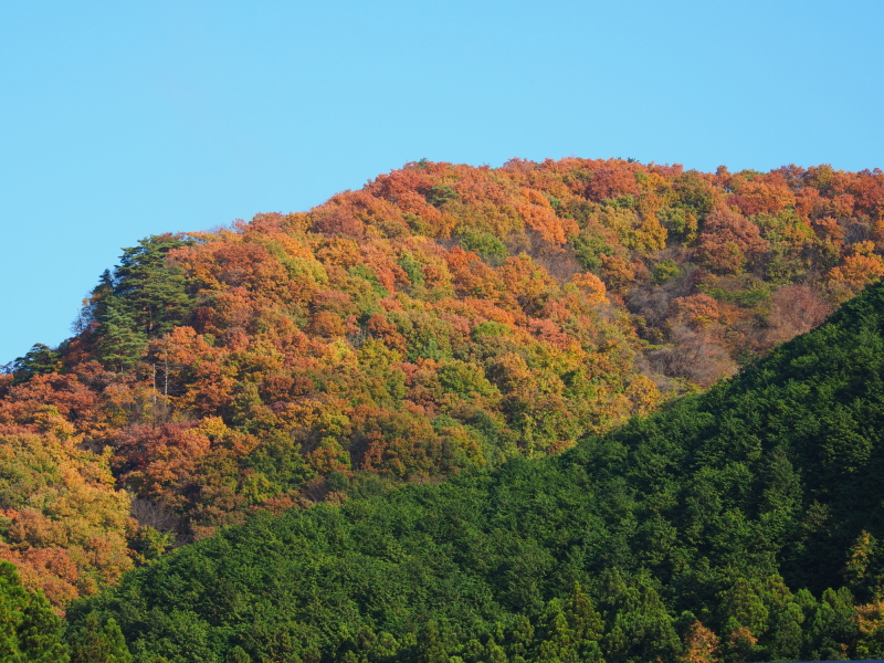 OLYMPUS OM-D E-M1 Mark II / M.ZUIKO DIGITAL ED 12-100mm F4.0 IS PRO / 1/80秒 / F8 / 0EV / ISO 200 / 絞り優先AE / 100mm