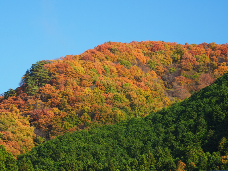 OLYMPUS OM-D E-M1 Mark II / M.ZUIKO DIGITAL ED 12-100mm F4.0 IS PRO / 1/60秒 / F8 / 0EV / ISO 200 / 絞り優先AE / 100mm