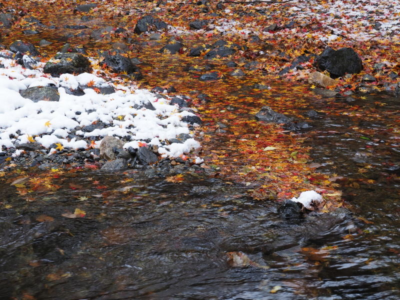 OLYMPUS OM-D E-M1 Mark II / M.ZUIKO DIGITAL ED 12-100mm F4.0 IS PRO / 1/50秒 / F5.6 / 0EV / ISO 200 / 絞り優先AE / 35mm