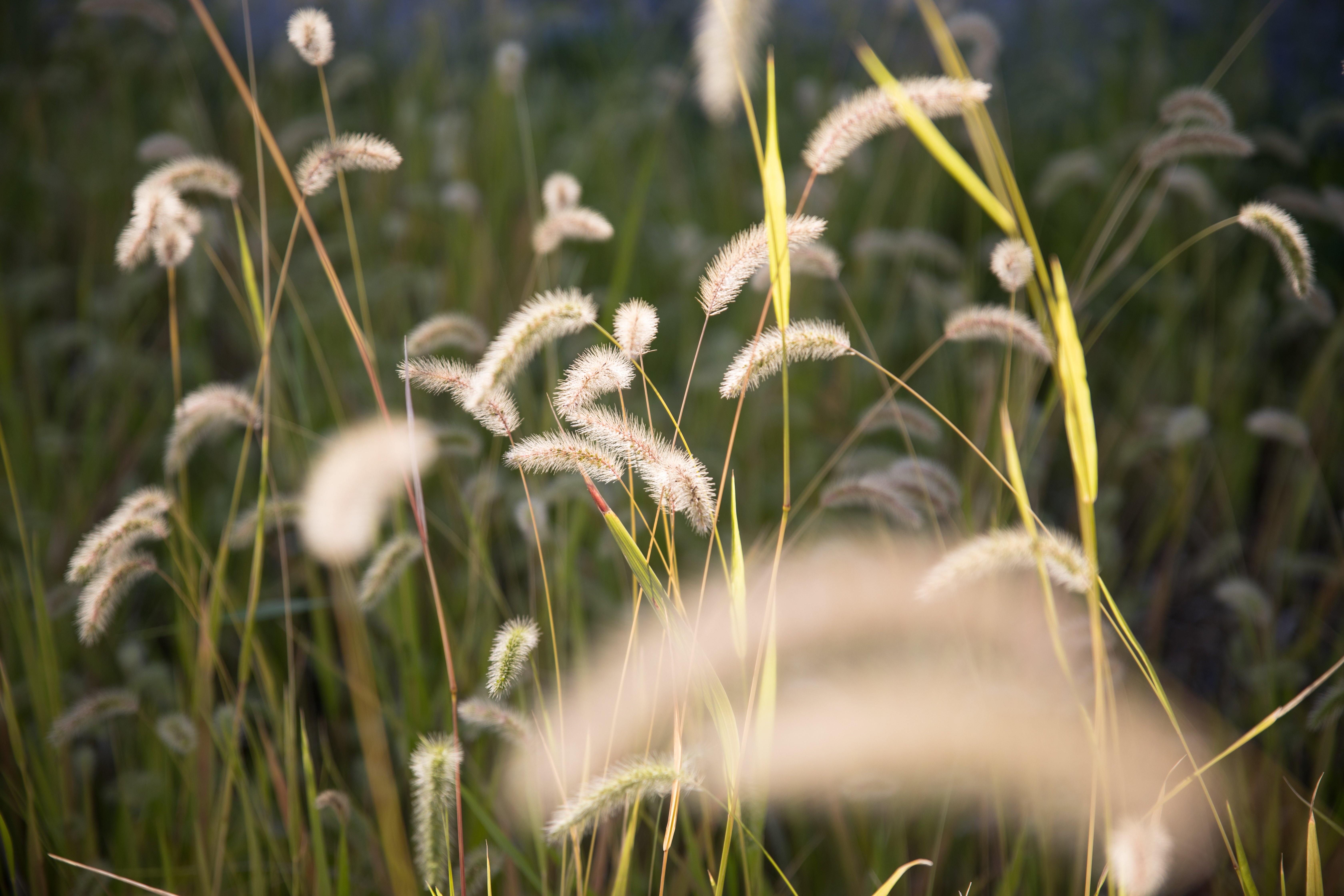 EOS 5D Mark IV / SP 24-70mmF/2.8 Di VC USD G2 / 1/750秒 / F2.8 / ＋0.5 EV / ISO100 / 絞り優先AE / 70mm