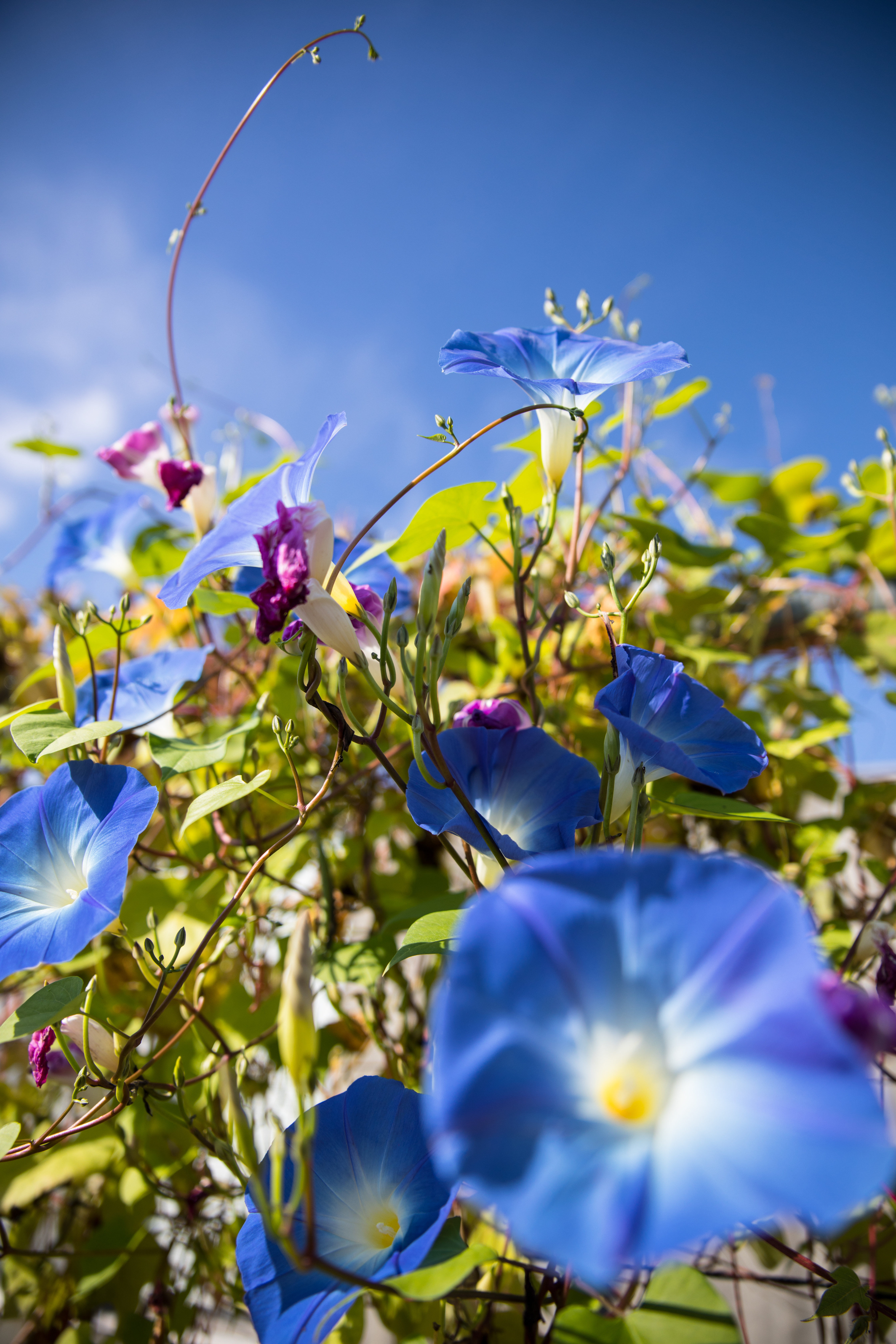 EOS 5D Mark IV / SP 24-70mmF/2.8 Di VC USD G2 / 1/1,500秒 / F2.8 / -0.5 EV / ISO100 / 絞り優先AE / 24mm