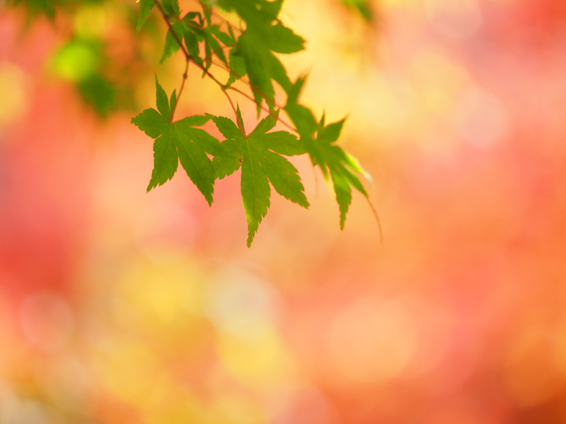 OM-D E-M1 Mark II / M.ZUIKO DIGITAL ED 40-150mm F2.8 PRO / 1/200秒 / F2.8 / 150mm（300mm相当） / ISO 200