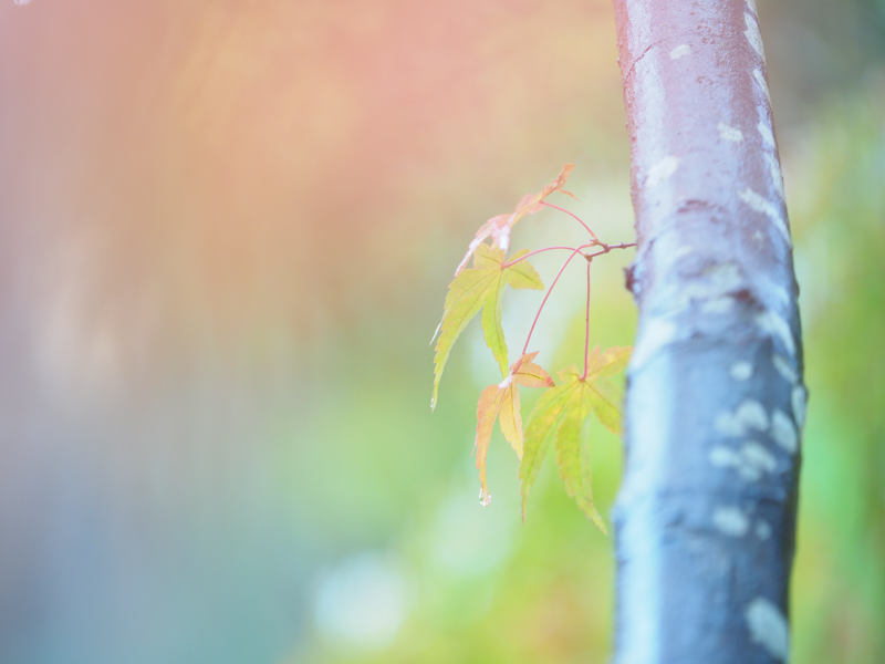 OM-D E-M1 Mark II / M.ZUIKO DIGITAL ED 40-150mm F2.8 PRO / 1/200秒 / F2.8 / 150mm（300mm相当） / ISO 200