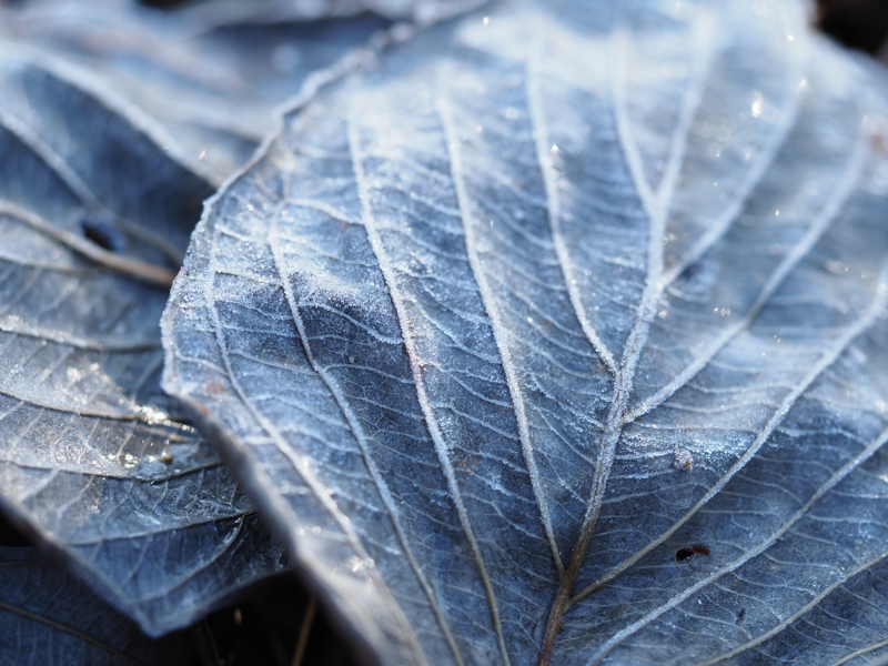 OM-D E-M1 Mark II / M.ZUIKO DIGITAL ED 60mm F2.8 Macro / 1/200秒 / F2.8 / 60mm（120mm相当） / ISO 200