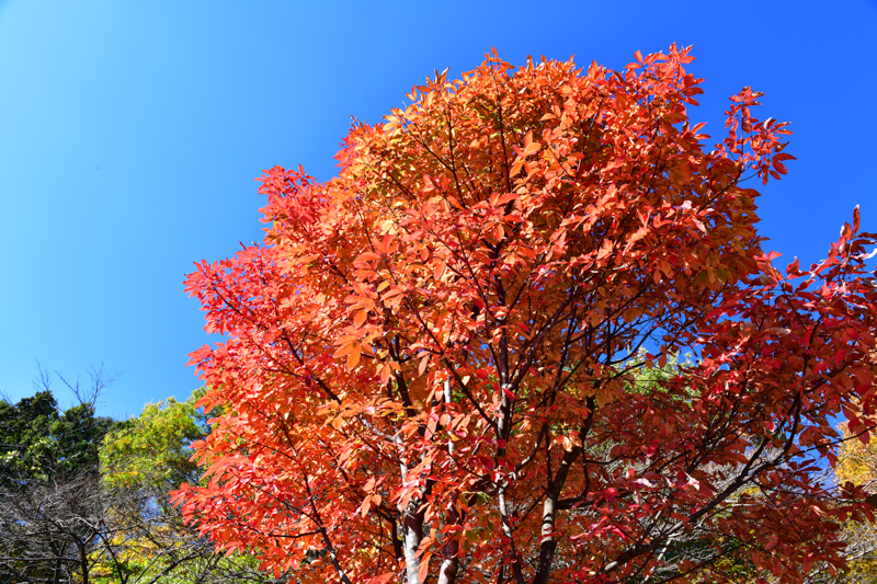 26mm時。XUMEセット+PLフィルター