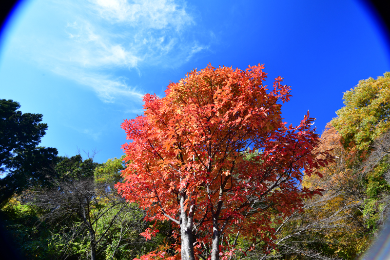 16mm時。XUMEセット+PLフィルター