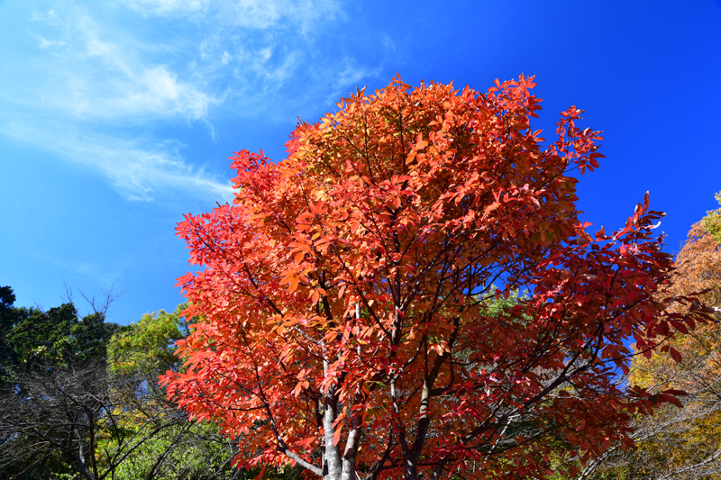 22mm時。XUMEセット+PLフィルター