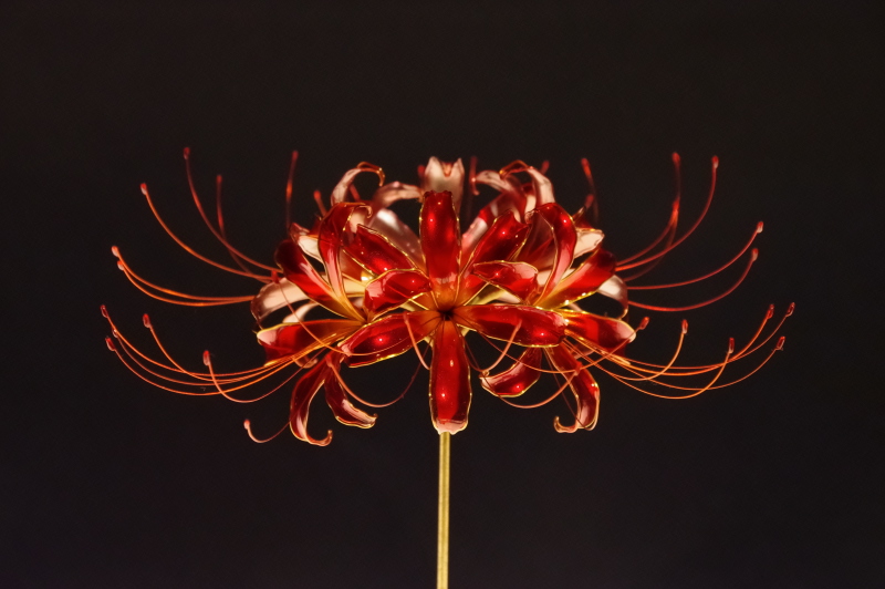 PENTAX KP / HD PENTAX-DA 16-85mmF3.5-5.6ED DC WR / 絞り優先（1/100秒・F8・-1.3EV） / ISO 6400 / 85mm（127mm相当）