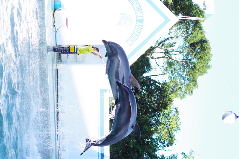 PENTAX KP / smc PENTAX-DA 50mmF1.8 / シャッター優先（1/500秒・F2.8・+0.3EV） / ISO 200 / 50mm相当（75mm相当）