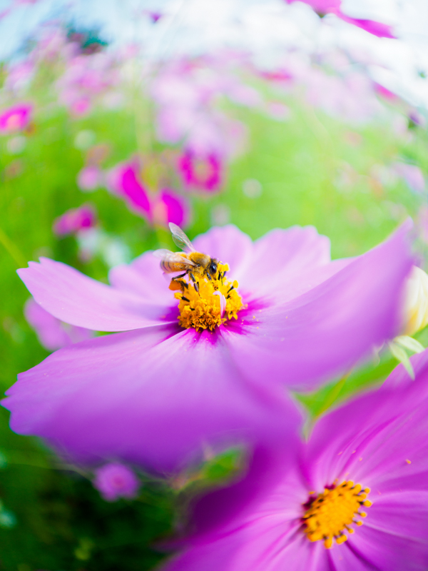 F1.8まで絞りを開けて近接することでフィッシュアイレンズ特有のデフォルメ効果と広角レンズとは思えない被写界深度の浅さが融合した仕上がりとなった。<br><span class="fnt-85">OLYMPUS OM-D E-M1 Mark II） / M.ZUIKO DIGITAL ED 8mm F1.8 Fisheye PRO / 8mm（16mm相当） / マニュアル露出（F1.8、1/2,000秒) / ISO 200</span>