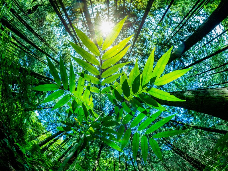 足元に生えていた植物を真下から見上げての撮影。フィッシュアイの画角の広さを生かして周りの木々を集中線のように巻き込んで背景に配置した。<br><span class="fnt-85">OLIMPUS OM-D E-M1 Mark II / M.ZUIKO DIGITAL ED 8mm F1.8 Fisheye PRO / 8mm（16mm相当） / マニュアル露出（F5.6、1/25秒） / ISO 200</span>