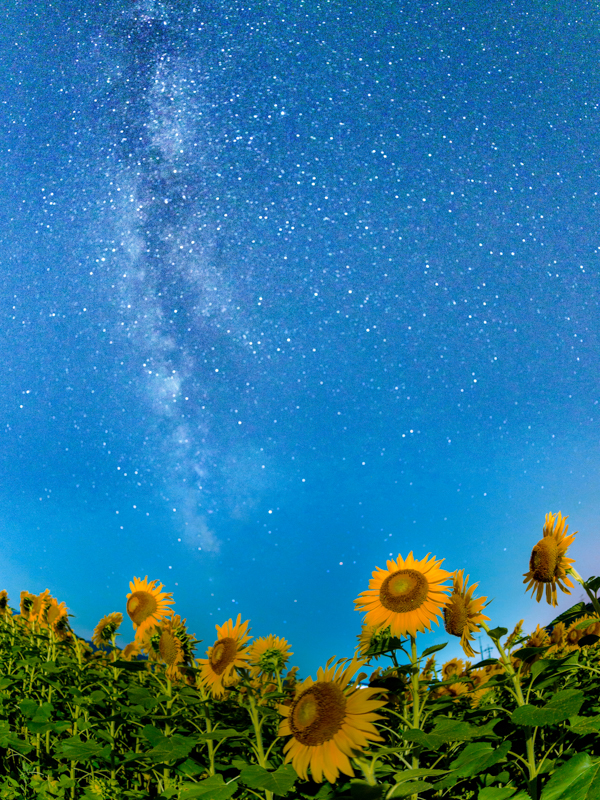 岡山県赤磐市の熊山にある小さなひまわり畑にて。夏本番、天の川とひまわりのコラボレーションをフィッシュアイの画角の広さとF1.8の明るさで赤道儀を使うことなく撮影することができた。<br><span class="fnt-85">OLYMPUS OM-D E-M1 Mark II / M.ZUIKO DIGITAL ED 8mm F1.8 Fisheye PRO / 8mm（16mm相当） / マニュアル露出（F5.6、1/800秒、±0EV） / ISO 200</span>