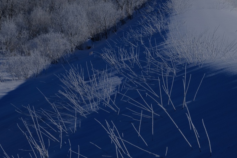 『樹華文様』　撮影：小松ひとみ<br>　<span class="fnt-85">X-T2 / XF50-140mmF2.8 R LM OIS WR / 絞り優先（1/800秒・F13・-1.0EV） / ISO 200 / 98.2mm / Velvia</span>