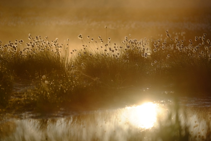 『雀の毛槍』　撮影：小松ひとみ<br>　<span class="fnt-85">X-T2 / XF50-140mmF2.8 R LM OIS WR / 絞り優先（1/4,000秒・F2.8・-1.0EV） / ISO 400 / 194mm / Velvia</span>