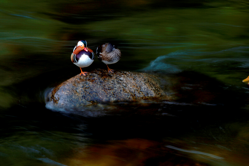 EOS 7D Mark II / EF100-400mm F4.5-5.6L IS II USM / 1/2秒 / F22 / -1.7EV / ISO 100 / 絞り優先AE / 400mm