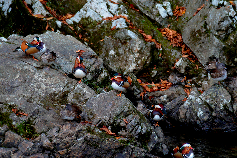 EOS 7D Mark II / EF100-400mm F4.5-5.6L IS II USM / 1/125秒 / F5 / -1EV / ISO 400 / 絞り優先AE / 286mm