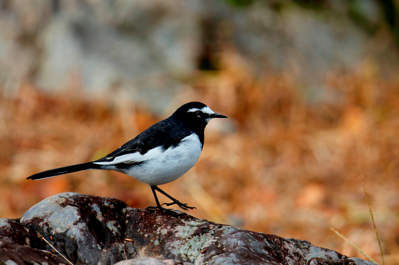 EOS 7D Mark II / SP 150-600mm F/5-6.3 Di VC USD G2 / 1/1,000秒 / F6.3 / -1EV / ISO 400 / 絞り優先AE / 483mm