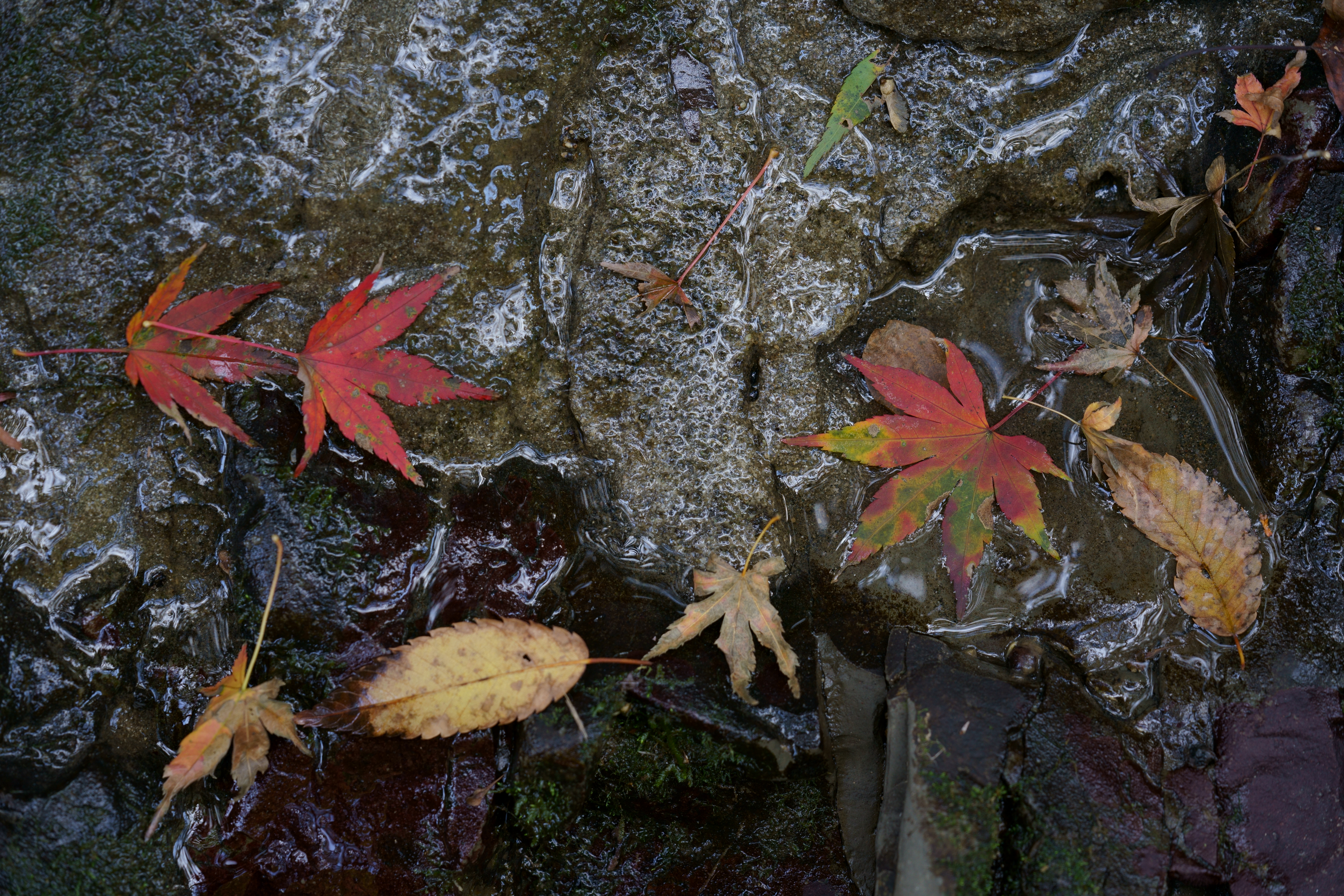 通常撮影（等倍切り出し。クリックするとオリジナル画像を開きます）。α7R III / FE 70-200mm F2.8 GM OSS / 1/25秒 / F5.6 / -1.0EV / ISO 400 / 絞り優先AE / 111mm