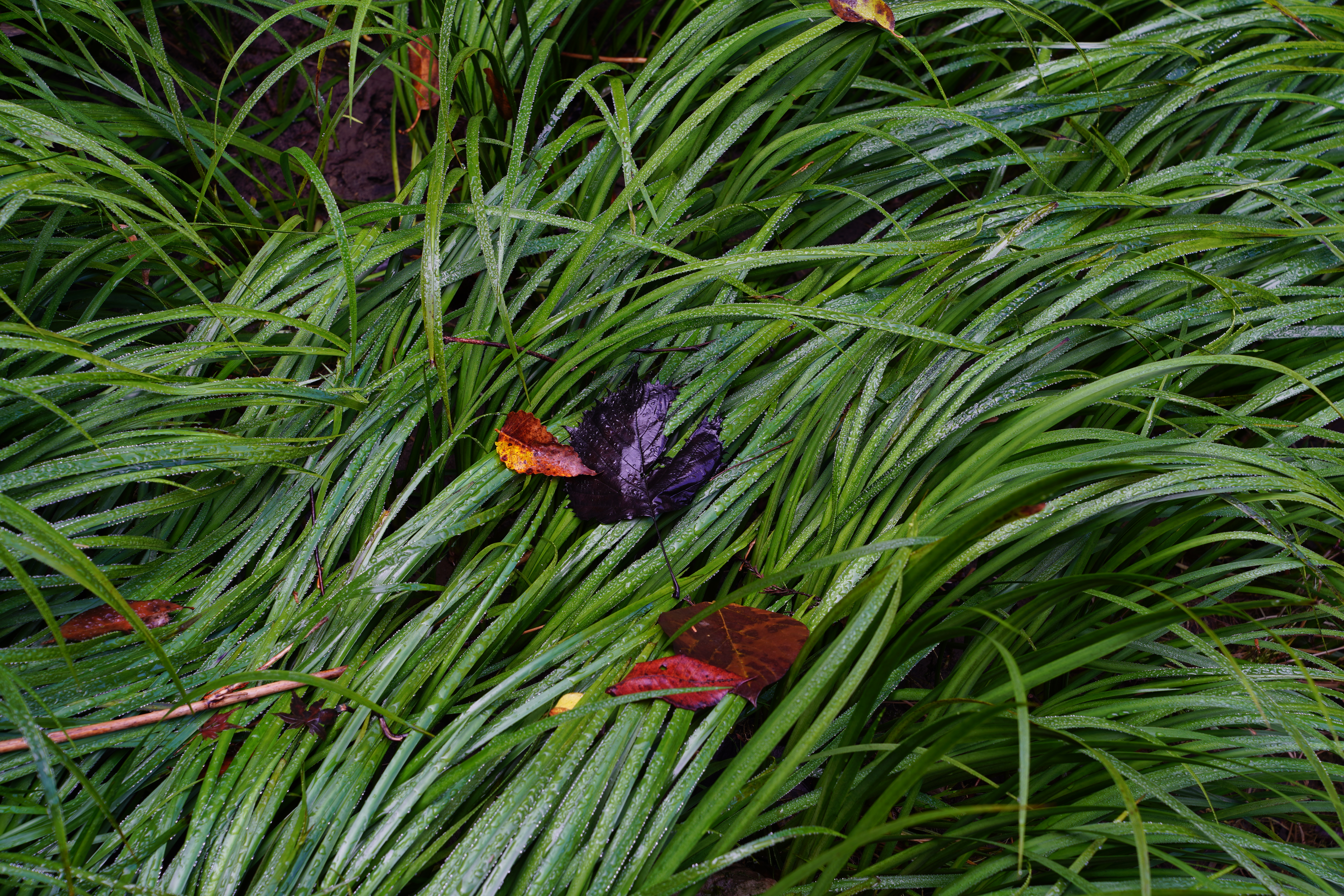 α7R III / FE 24-70mm F2.8 GM / 1/20秒 / F8 / -0.8EV / ISO 100 / 絞り優先AE / 70mm