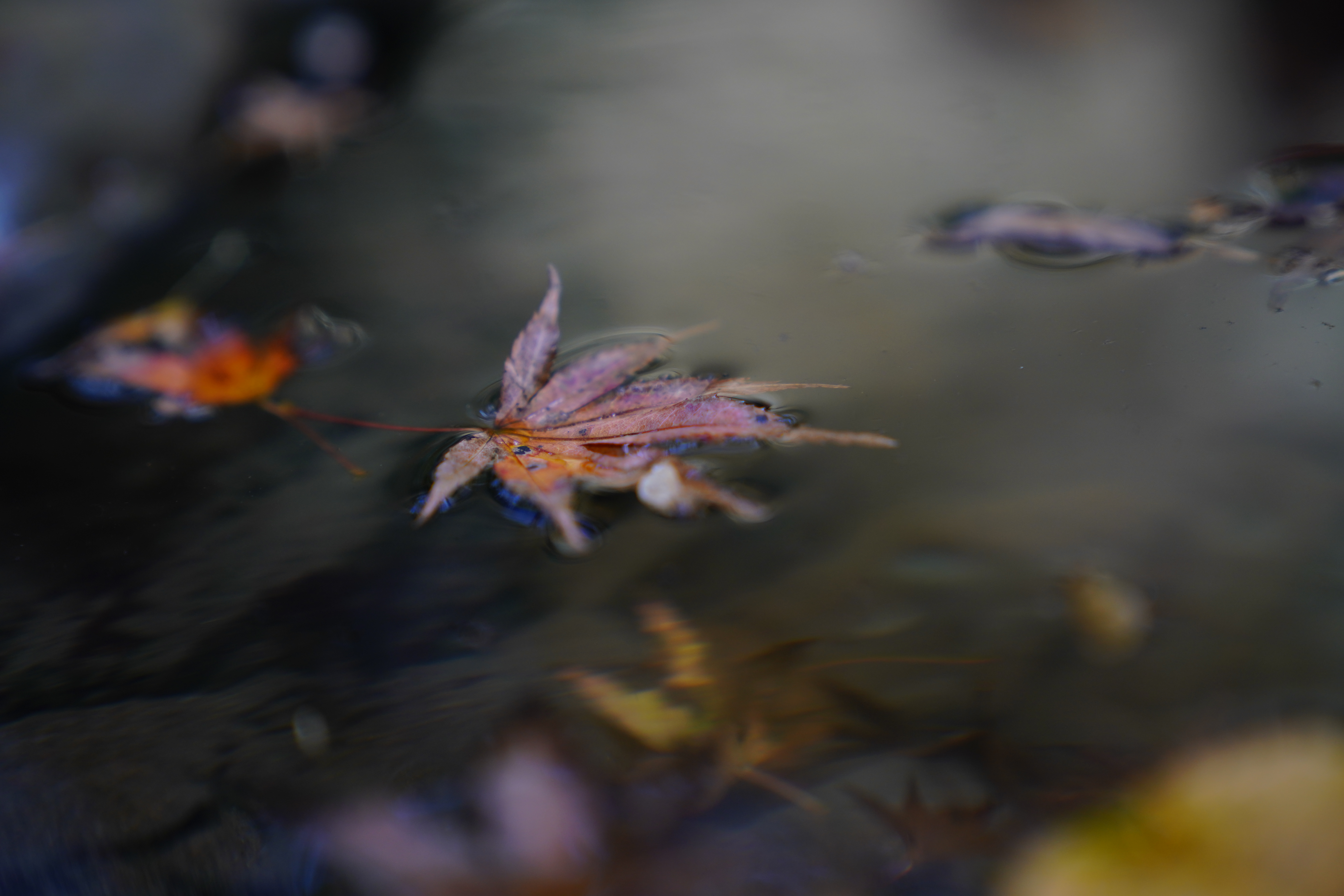 α7R III / FE 24-70mm F2.8 GM / 1/160秒 / F2.8 / -1.3EV / ISO 400 / 絞り優先AE / 70mm