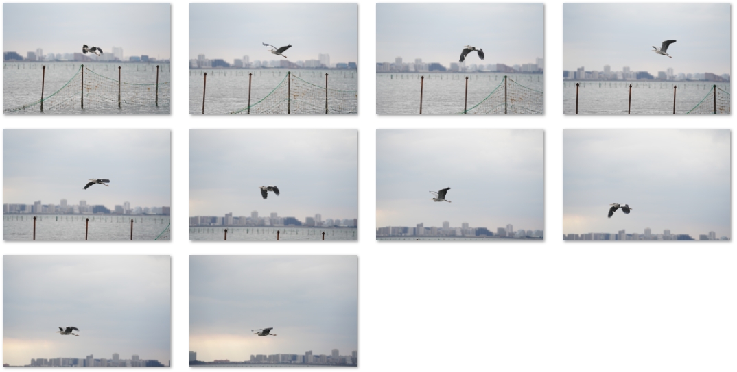 連写のカット。