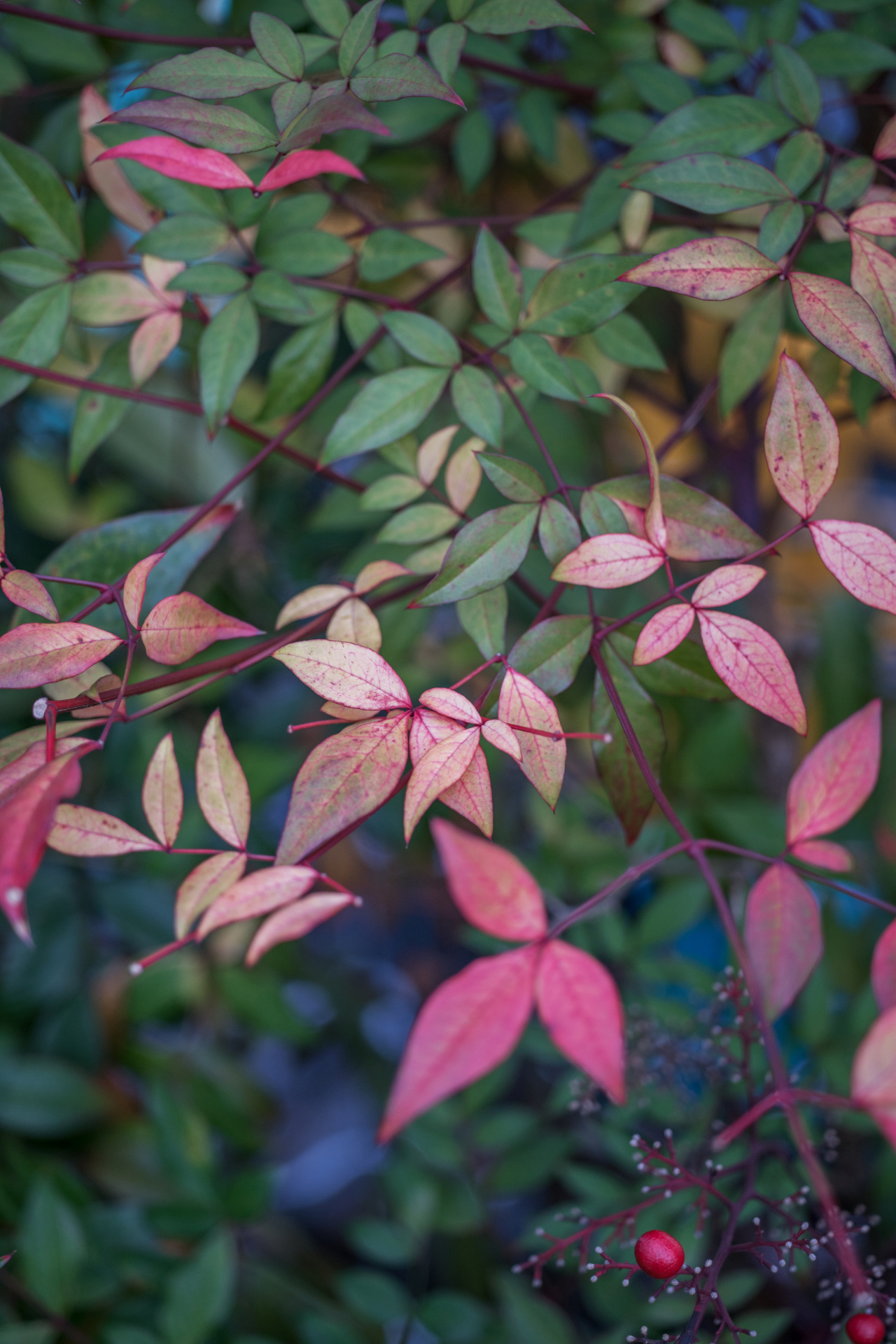 二線ボケがあると気になる被写体だが、ご覧の通り非常に素直なボケ味だ。ライカTL2 / ISO200 / F2.8 / 1/160秒 / WB:オート