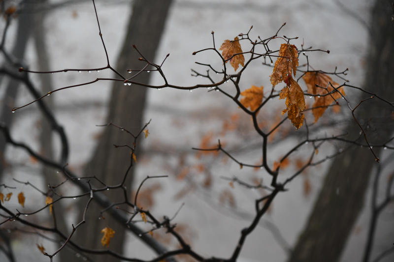 D850 / AF-S NIKKOR 24-120mm f/4G ED VR / 1/320秒 / F4 / -0.3EV / ISO 400 / 絞り優先AE / 120mm / ホワイトバランス：自然光オート