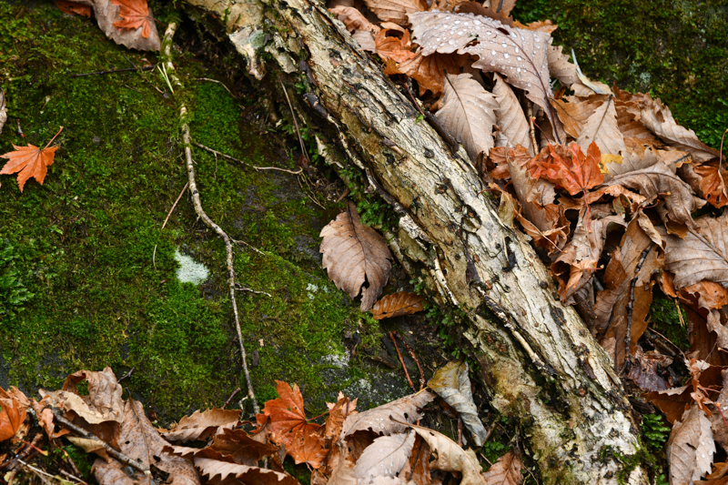 D850 / AF-S NIKKOR 24-120mm f/4G ED VR / 1/8秒 / F11 / -0.3EV / ISO 64 / 絞り優先AE / 120mm / ホワイトバランス：自然光オート