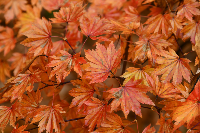 D850 / AF-S NIKKOR 24-120mm f/4G ED VR / 1/50秒 / F5.6 / 0EV / ISO 64 / 絞り優先AE / 120mm / ホワイトバランス：自然光オート