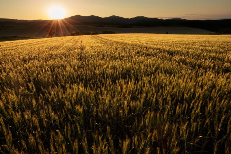 撮影：中西敏貴