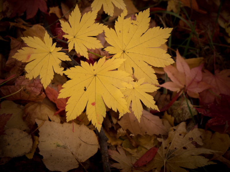 M.ZUIKO DIGITAL ED 7-14mm F2.8 PROと組み合わせると、重くしたくない風景セットができあがる。手ブレ補正が強力なので、手持ちで野山を散策するのにもいい。OLYMPUS OM-D E-M1 Mark II / M.ZUIKO DIGITAL ED 12-100mm F4.0 IS PRO / 1/40秒 / F6.3 / -0.3EV / ISO200 / 絞り優先AE / 100mm