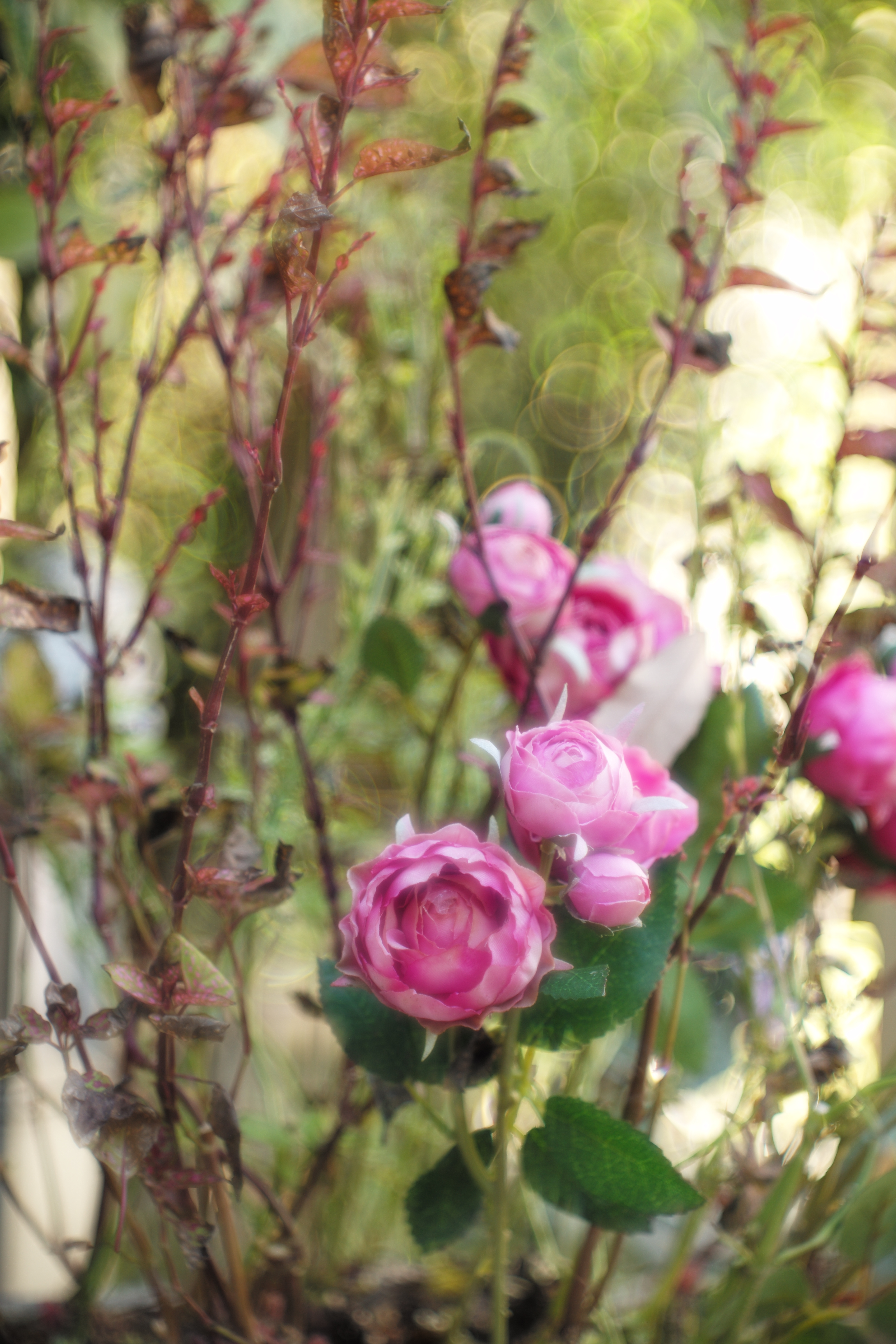 ライカM Typ 240 / タンバールM f2.2/90mm / 1/180秒 / F2.6 / +0.3EV / ISO 200 / 絞り優先AE / 90mm