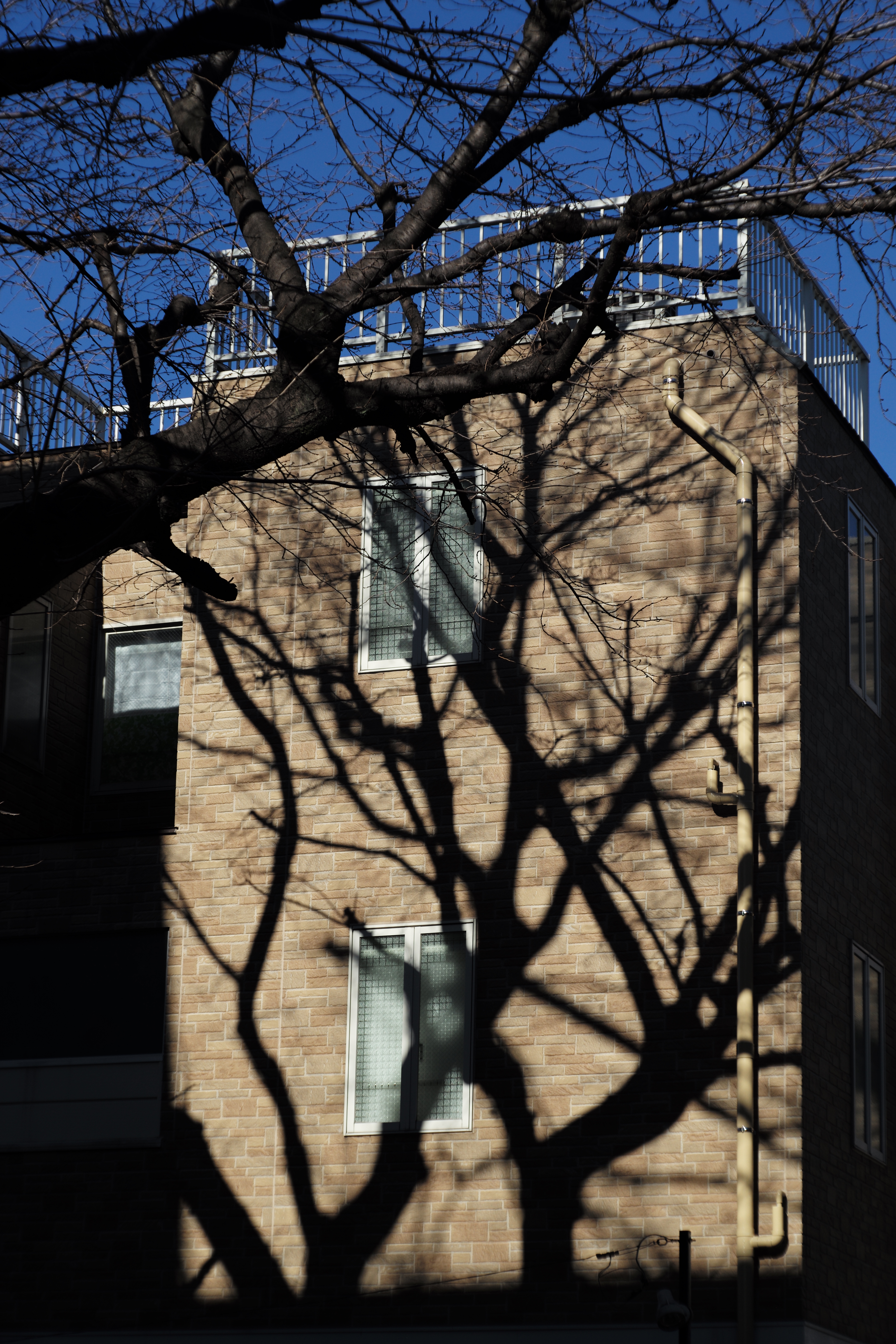 ライカM Typ 240 / タンバールM f2.2/90mm / 1/750秒 / FF9 / -0.7EV / ISO 200 / 絞り優先AE / 90mm