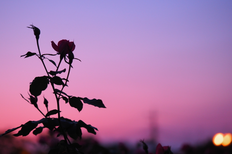 私が育った土地、埼玉県伊奈町の町の花はバラ。町のバラ園にてマジックアワーと佇むバラをシルエットに。空の色を印象的にするためにカラープロファイルコントロールを使っています。ピンクと紫のグラデーションの空が好きなので少し濃くしていますが、本当に綺麗な空色でした。OLYMPUS PEN-F / M.ZUIKO DIGITAL ED 60mm F2.8 Macro / 1/30秒 / F2.8 / +0.7EV / ISO800 / 絞り優先AE / 60mm