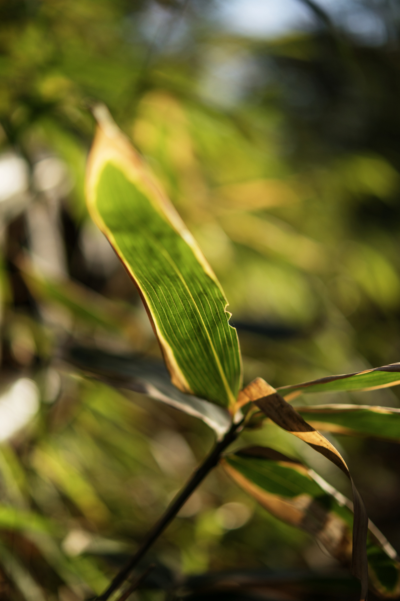 最短撮影距離付近で撮影。絞りで近距離という条件でも合焦部のシャープさはすごい。ライカTL2 / ISO100 / F1.4 / 1/1,600秒 / WB:オート