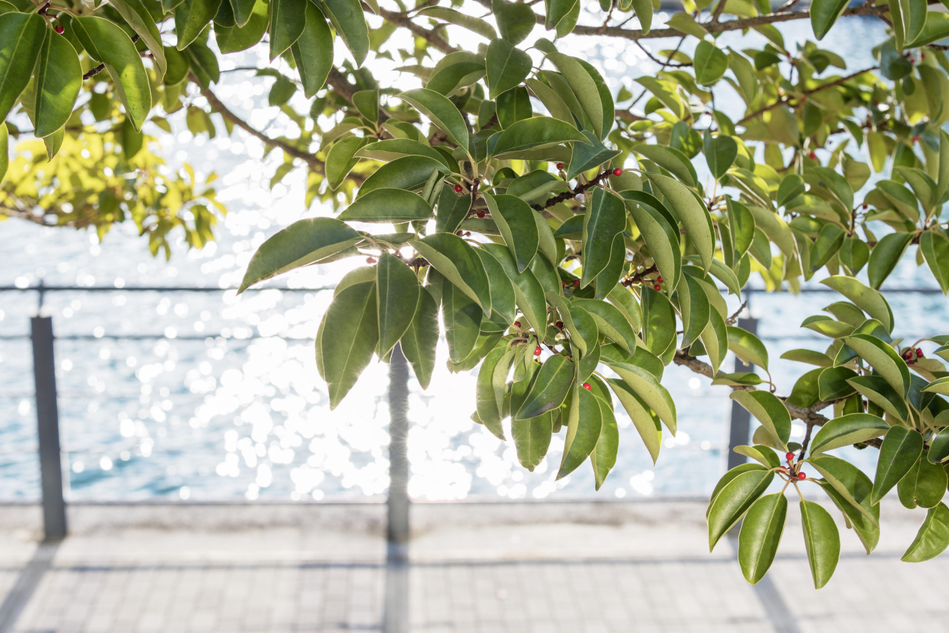 相当に強い光を反射する煌めく水面をバックにしたが、フレアぽさは皆無。ライカTL2 / ISO100 / F5.6 / 1/160秒 / WB:オート