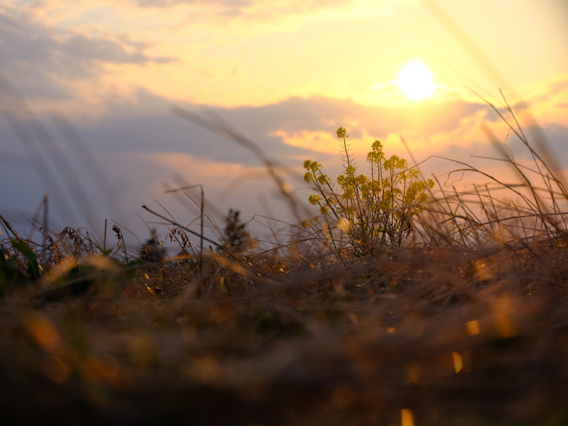 ナノハナと夕日。太陽の周りが白とびせずに輪郭がある露出にもかかわらず、手前の被写体の色がきちんと描かれたダイナミックレンジの広さにはただただ驚かされる。ダイナミックレンジ拡大機能を400%に設定して撮影。FUJIFILM GFX 50S / GF120mmF4 R LM OIS WR Macro / 1/1,700秒 / F5.6 / -0.3EV / ISO400 / 絞り優先AE / 60mm