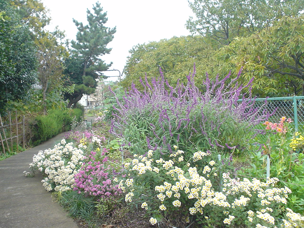 作例1：自宅近くを散策中に見かけた、地味だが味わいのある花壇（の花）。曇天での撮影だったので、どういう色調になるのか少々不安だった。しかし、自宅のPCモニターで確認したら、思ったよりも自然な色調だったので一安心。