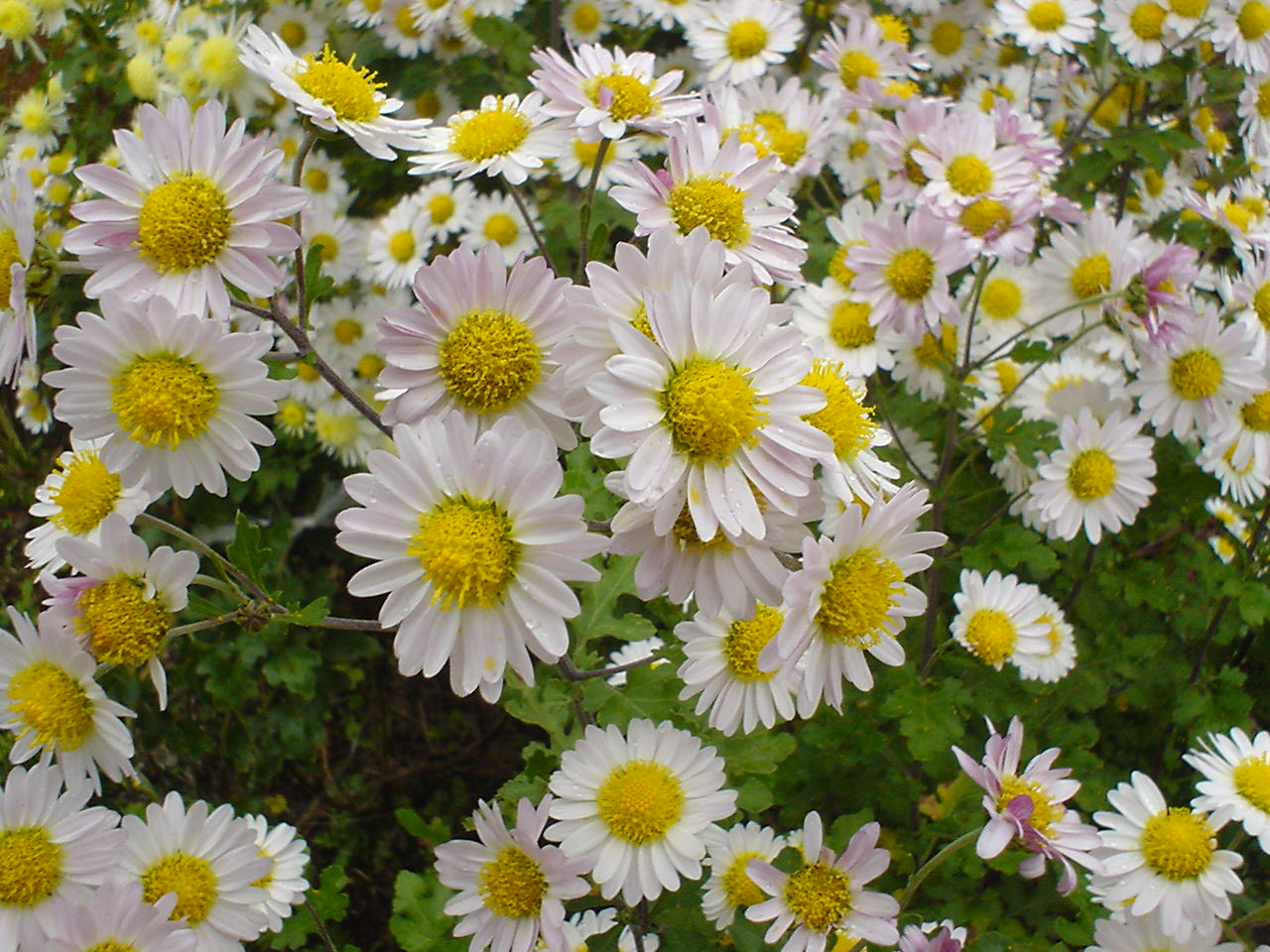 作例2：接近して撮影した花の描写も、なかなかイイ感じ。