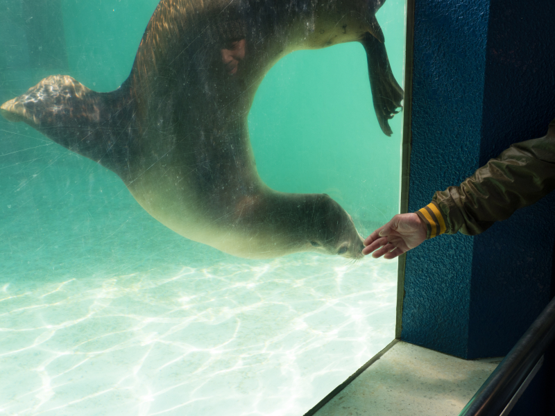 動物園にて。水槽に出した男性の手に興味を示してアシカが寄ってきた。OM-D E-M1 Mark IIのAFはスピーディーに合焦し、一瞬のチャンスをとらえられた。明るい屋外から暗い室内まで、幅広いシーンで活躍している。OLYMPUS OM-D E-M1 Mark II / M.ZUIKO DIGITAL ED 12-100mm F4.0 IS PRO / 1/125秒 / F8 / +0.3EV / ISO200 / 絞り優先AE / 20mm（撮影協力：千葉市動物公園）