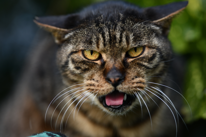 二子玉川をブラブラ撮影中に出会ったノラネコ。D850 は一瞬でその警戒心いっぱいの表情をスピーディーかつ高精細に写し止めた。D850 / SIGMA 135mm F1.8 DG HSM / 1/125秒 / F2.5 / 0EV / ISO64 / マニュアル露出 / 135mm