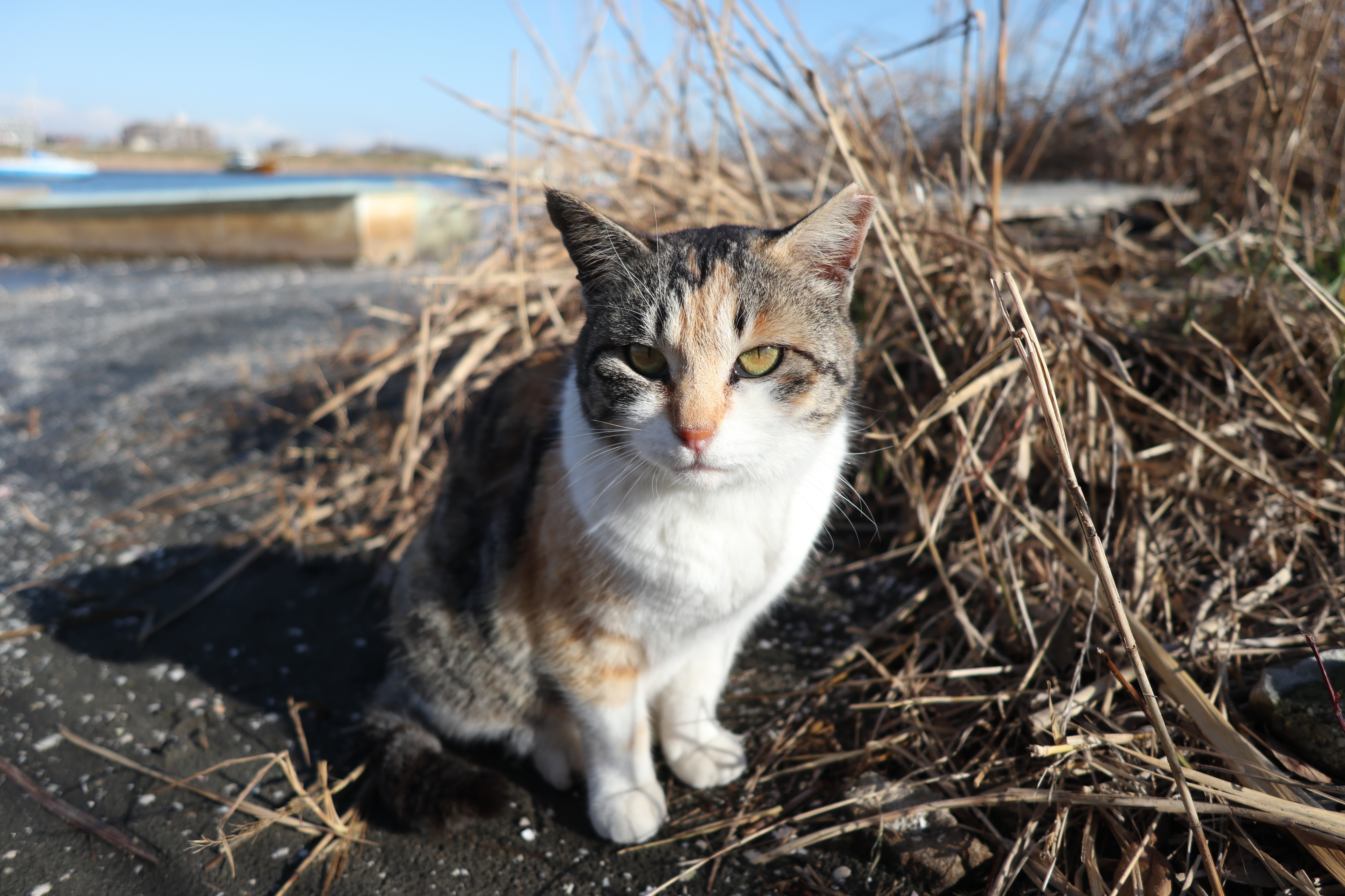 PowerShot G1 X Mark III / 1/200秒 / F2.8 / +0.7EV / ISO 100 / 絞り優先AE / 15mm