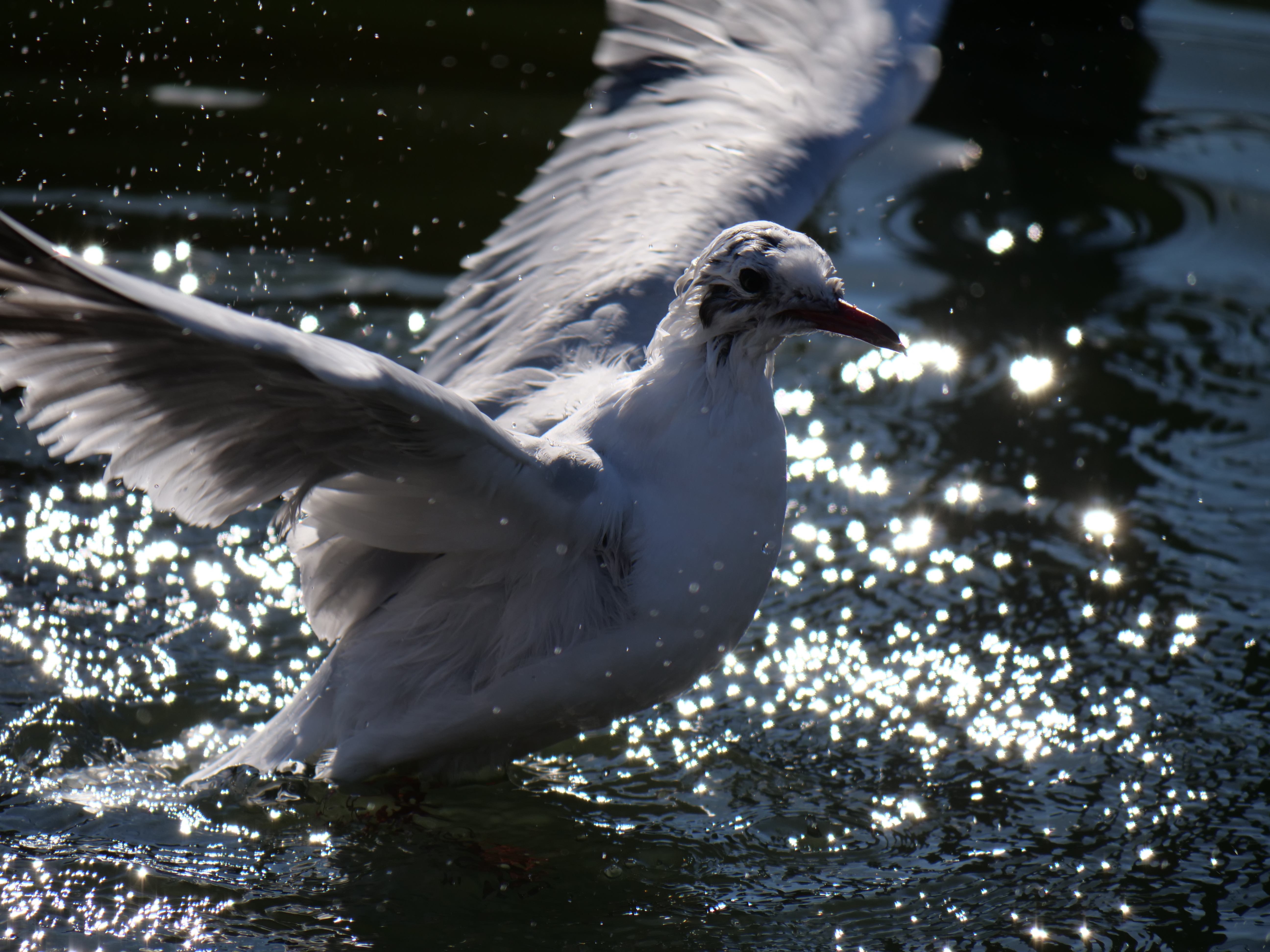 LUMIX G9 PRO / LUMIX G VARIO 100-300mm / F4.0-5.6 II / POWER O.I.S. / 1/1,600秒 / F5.6 / +0.3EV / ISO 200 / 絞り優先AE / 300mm