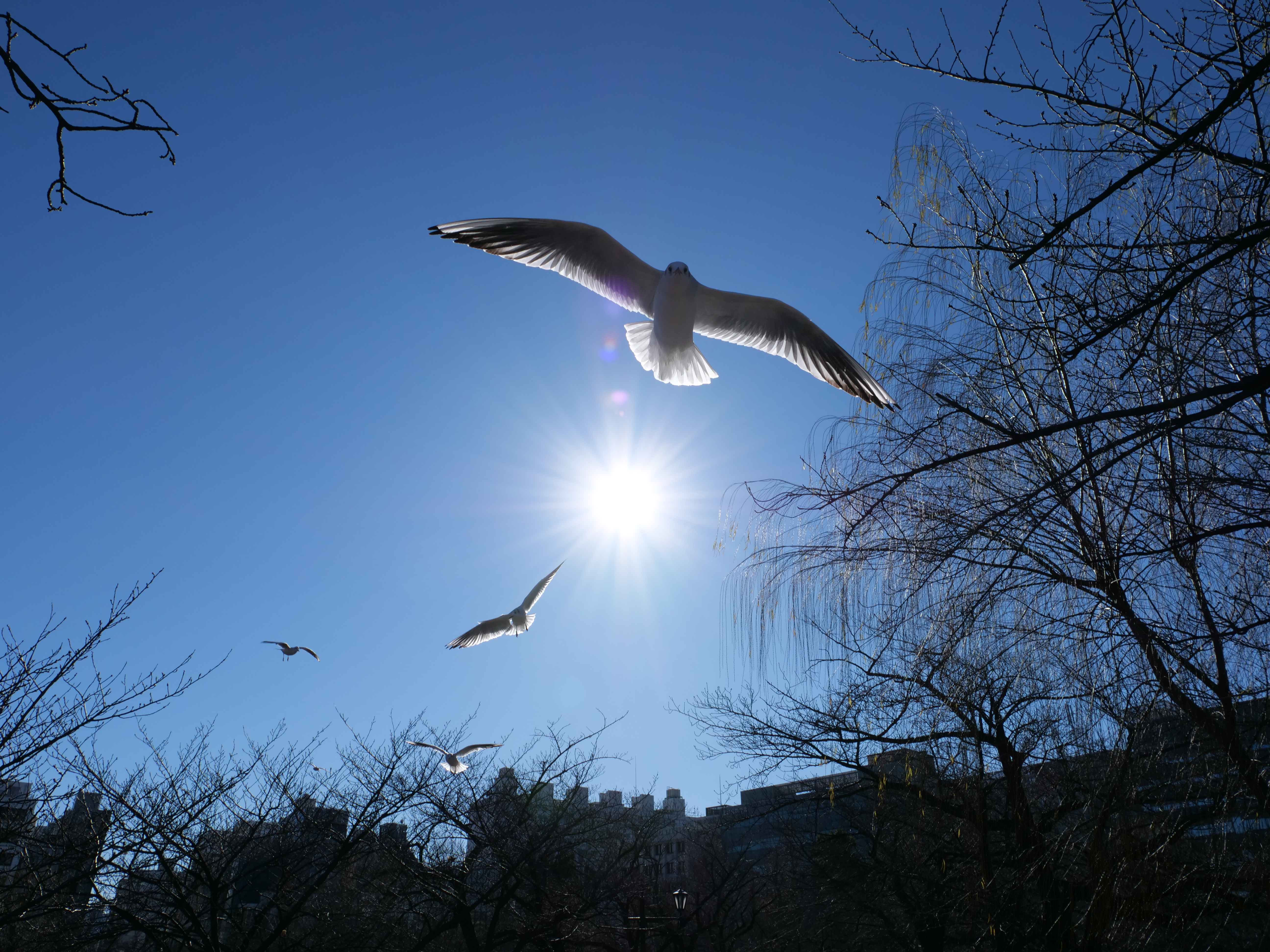 LUMIX G9 PRO / LEICA DG VARIO-ELMARIT 12-60mm / F2.8-4.0 ASPH. / POWER O.I.S. / 1/1,300秒 / F8 / +0.3EV / ISO 200 / 絞り優先AE / 12mm