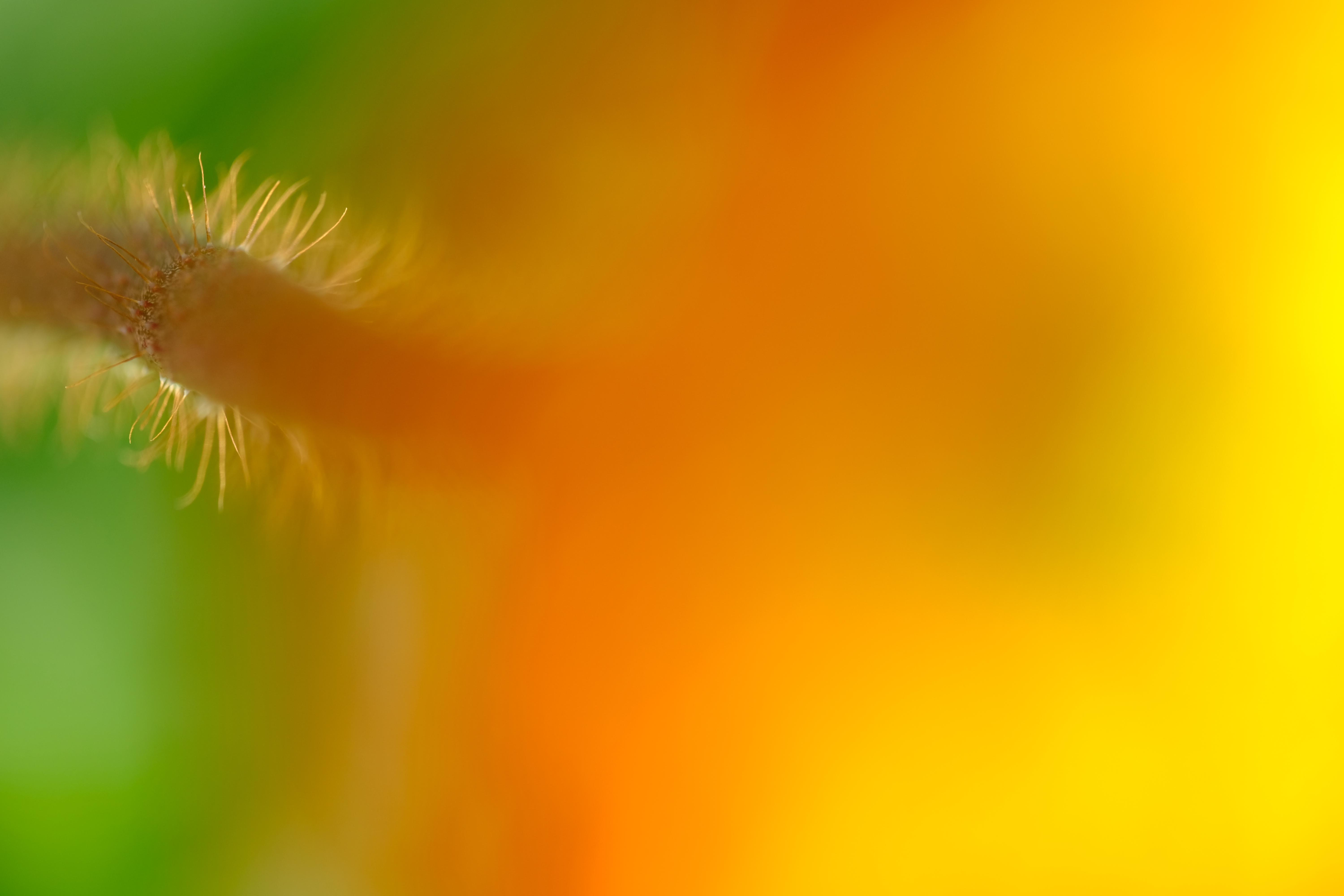 FUJIFILM X-T2 / XF80mmF2.8 R LM OIS WR Macro / 1/800秒 / F2.8 / +1.7EV / ISO 200 / 絞り優先AE / 80mm