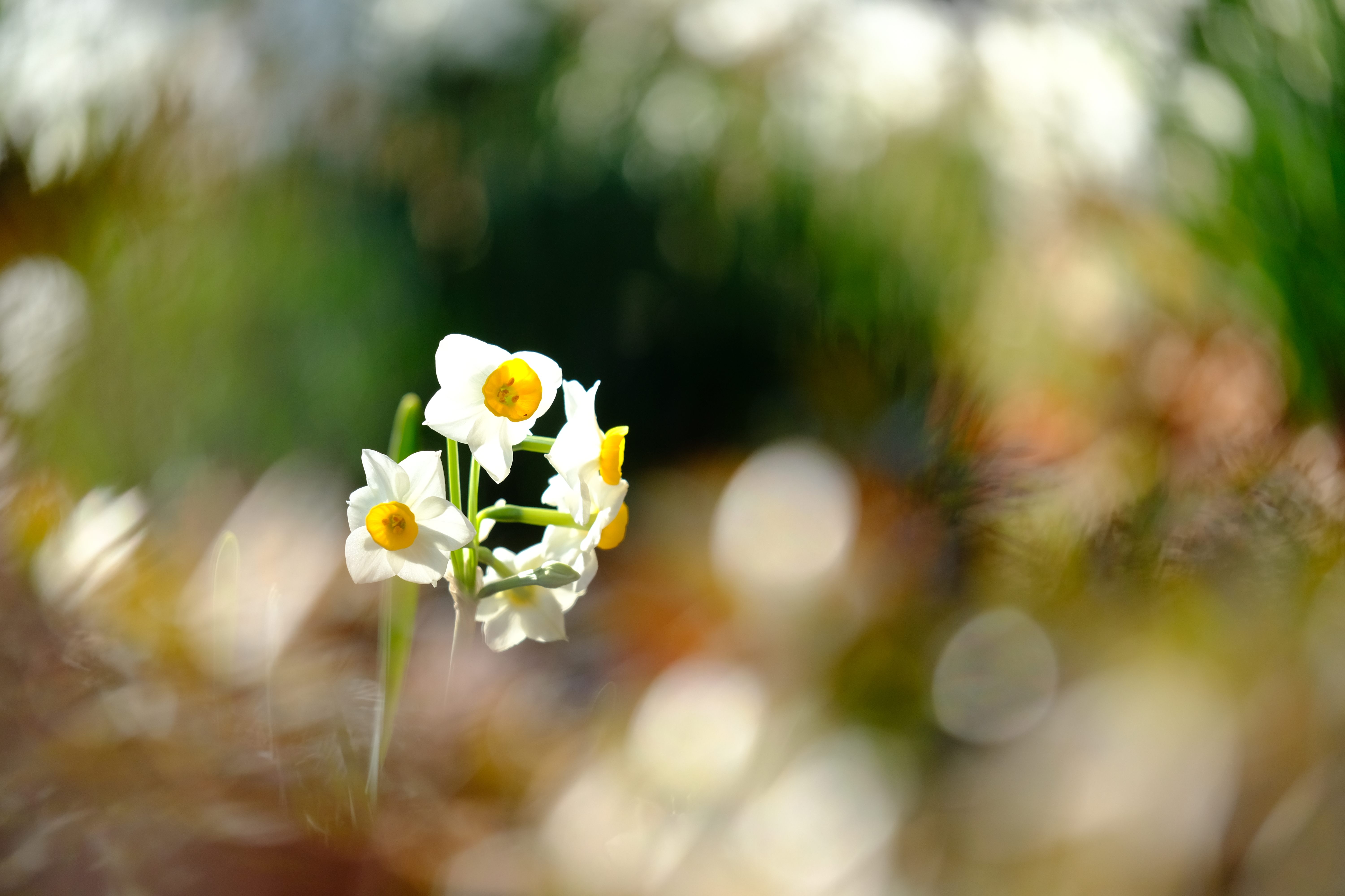 FUJIFILM X-T2 / XF80mmF2.8 R LM OIS WR Macro / 1/1,300秒 / F2.8 / +0.3EV / ISO 400 / 絞り優先AE / 80mm