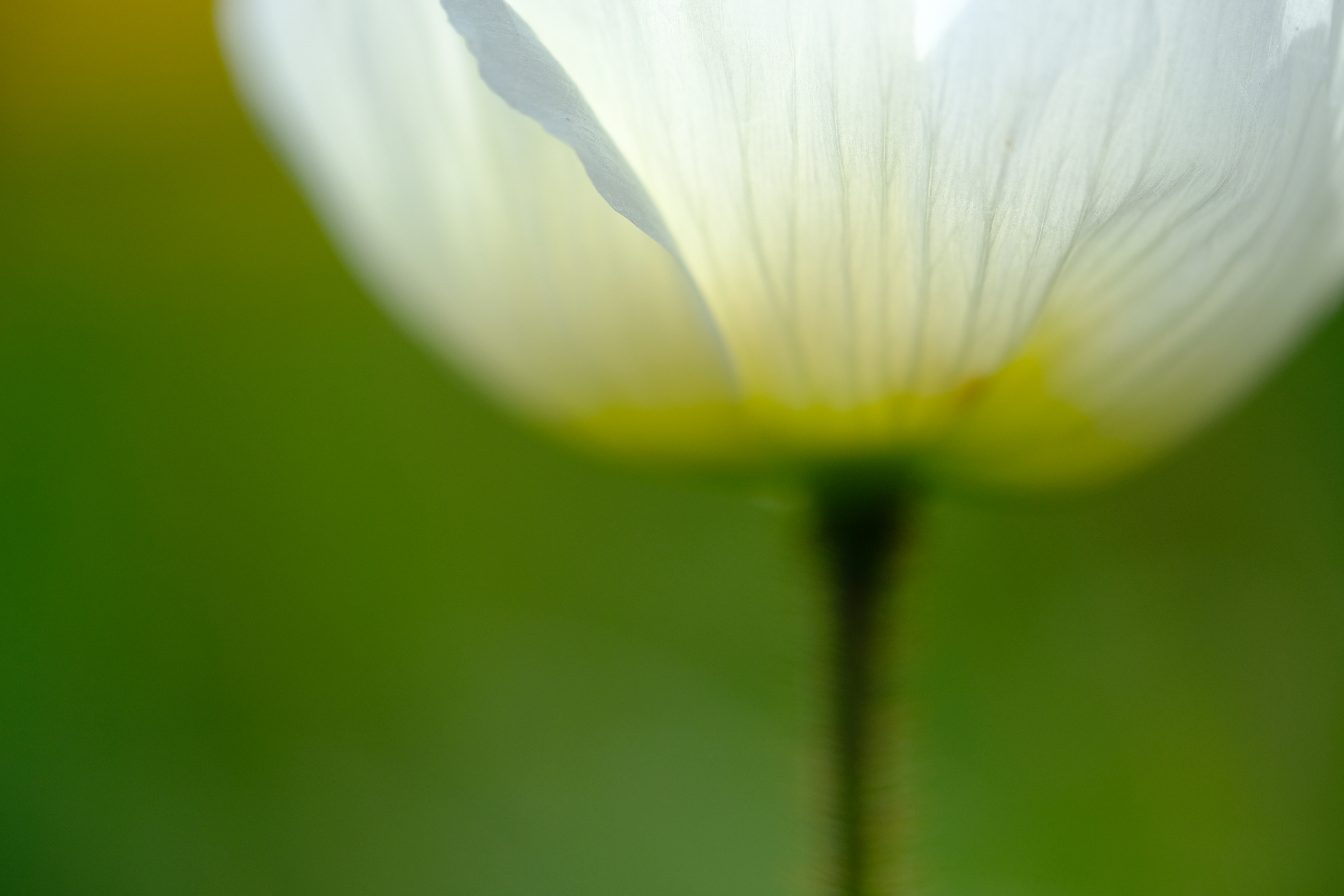 FUJIFILM X-T2 / XF80mmF2.8 R LM OIS WR Macro / 1/1,250秒 / F2.8 / +1.3EV / ISO 200 / 絞り優先AE / 80mm